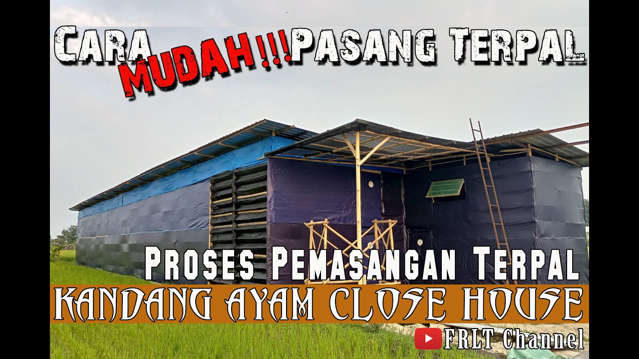 Part-2 : Kandang Ayam Broiler Close House || Proses Pasang Terpal