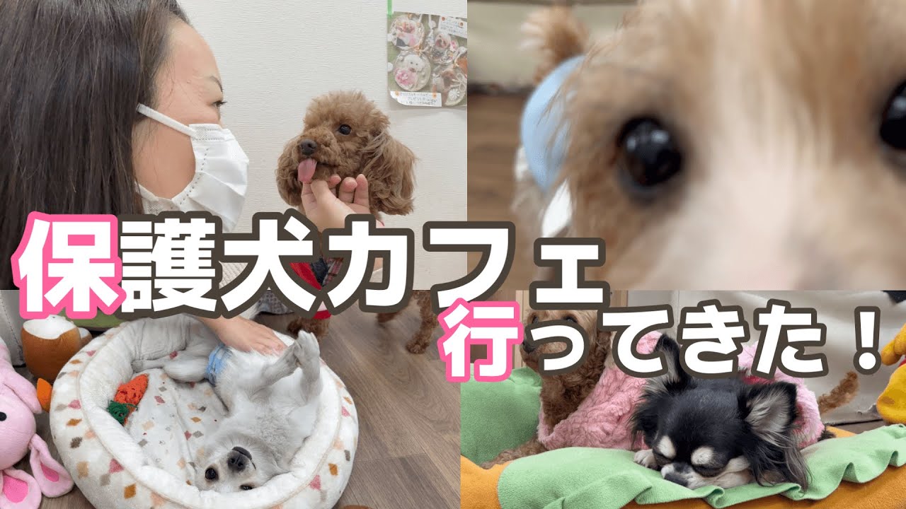 #120 保護犬カフェ寺田町店に遊びに行ってきました♪
