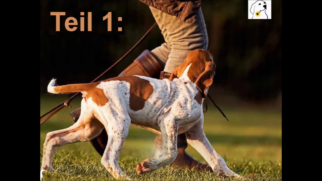 Das Welpen 1x1, Teil 1: Komm und Rückruf