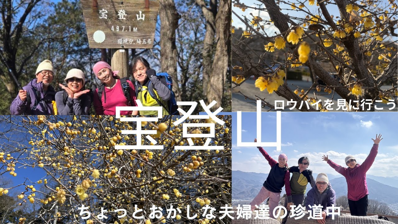 【宝登山】へ臘梅（ロウバイ）を見に行こう