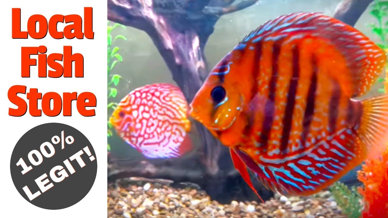 A Walkthrough of My *EPIC* Local Fish Store