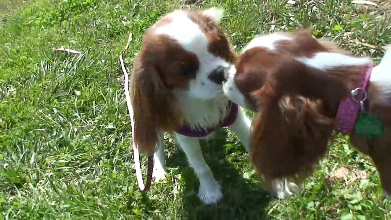 Cavalier play day!