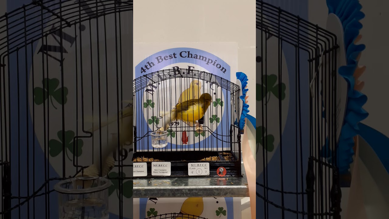 Border canaries MUBFCC Show 2019,7 best Champion.