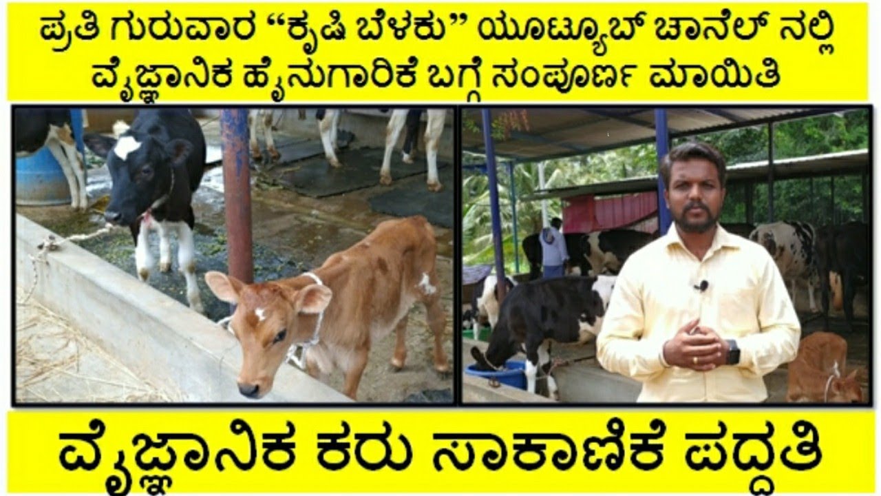 ವೈಜ್ಞಾನಿಕ ಕರು ಸಾಕಾಣಿಕೆಯಿಂದ ರೈತರು ಉತ್ತಮ ಆದಾಯವನ್ನು ಪಡೆಯಬಹುದು