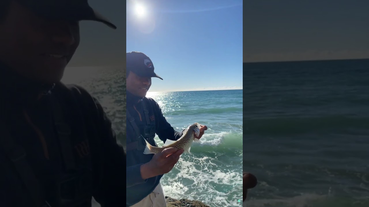 Sea bass fishing in Portugal 