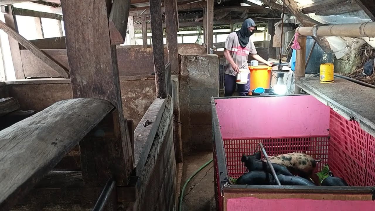 Life of a backyard farming