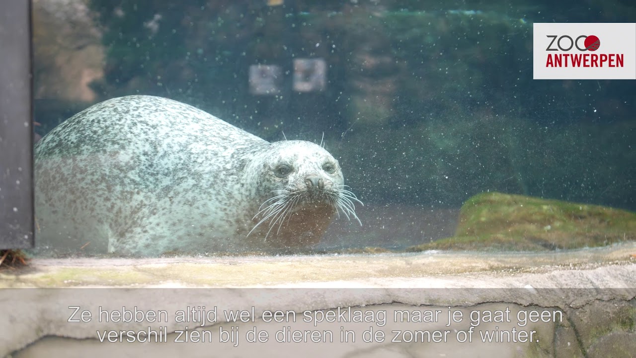 Wintertijd: ZO(O) voelt het voor onze zeehondjes