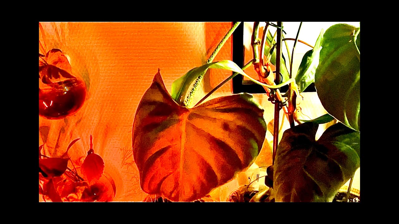 Unpopular philodendron series part 30: philodendron asperatum : sticky and sweet!