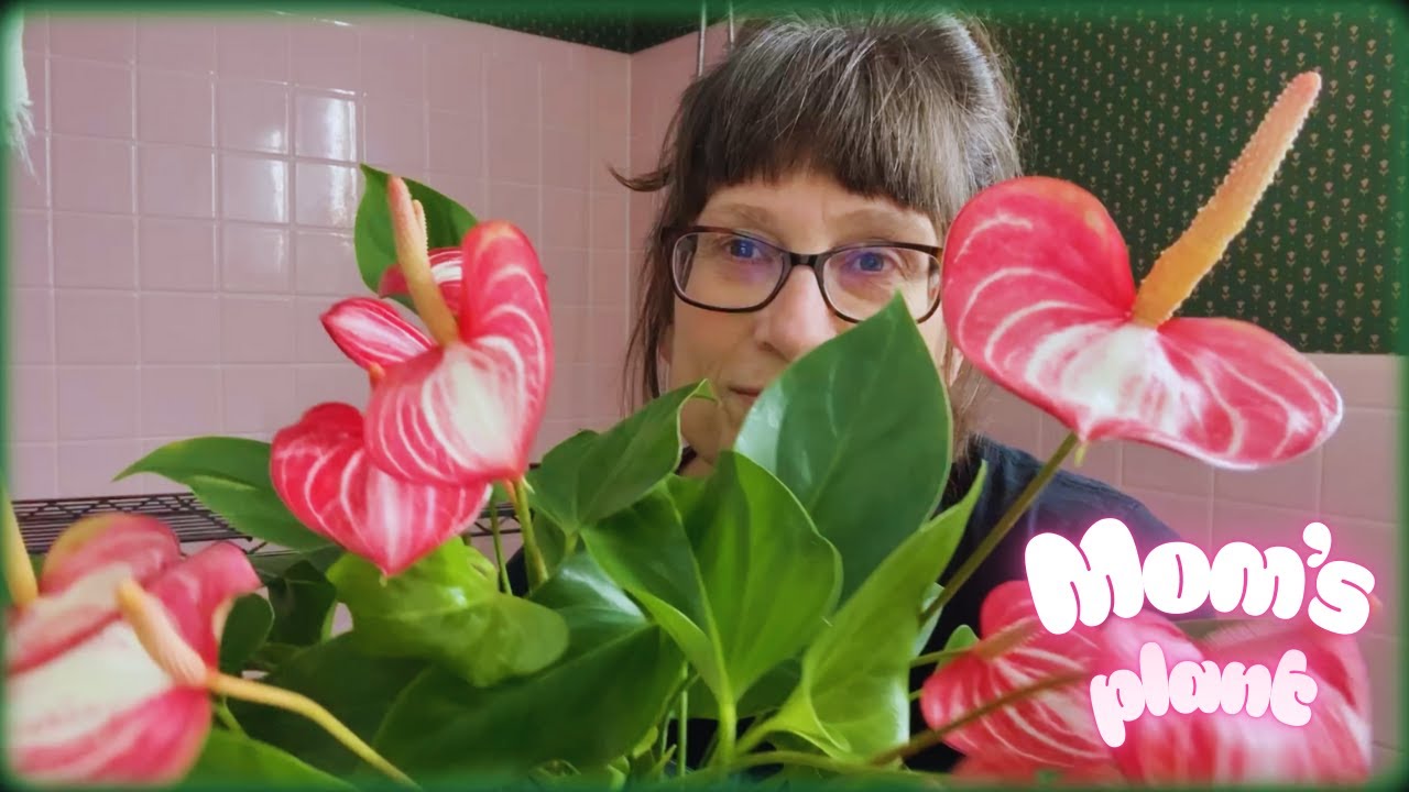 Антуриум Андрейнум | Обрезка, пересадка и забота: история ухода за растением 💔