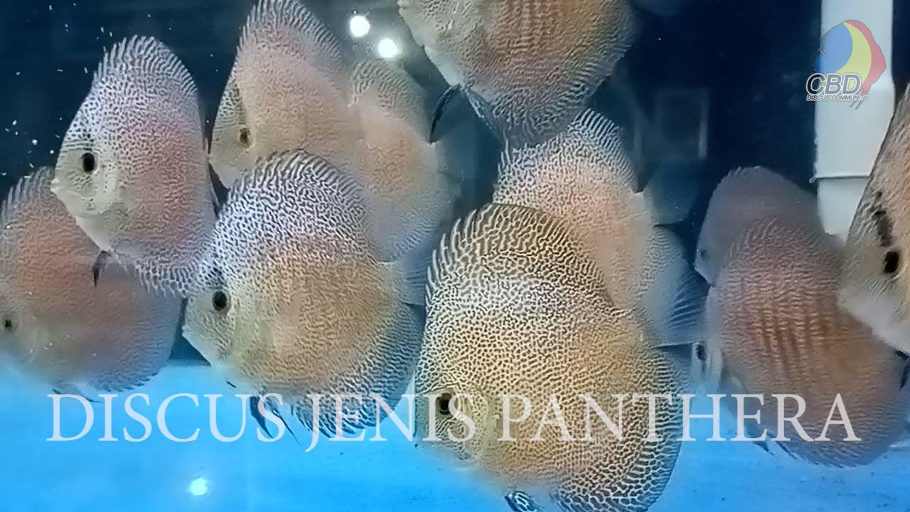 Part 1. DISCUS JENIS PANTHERA