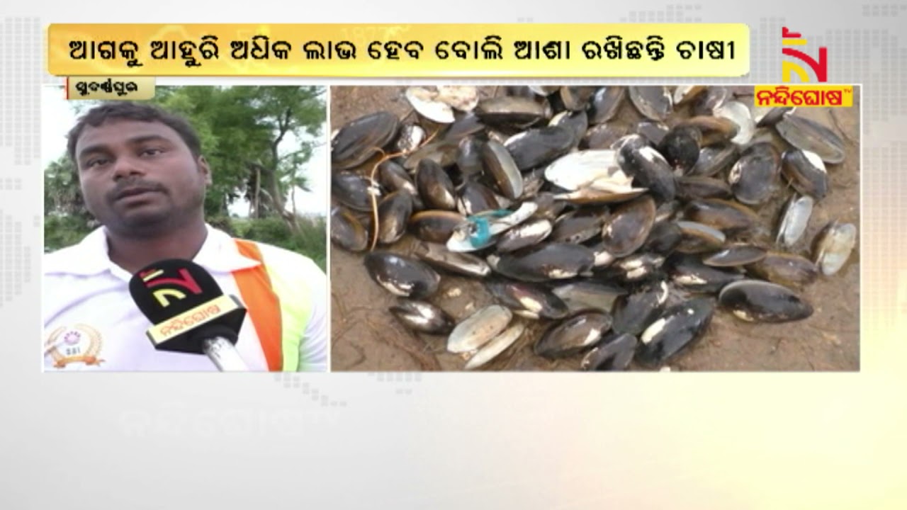 Amazing Pearl Cultivation Technology | Meet Successful Pearl Farmer Abhimanyu Of Biramaharajpur