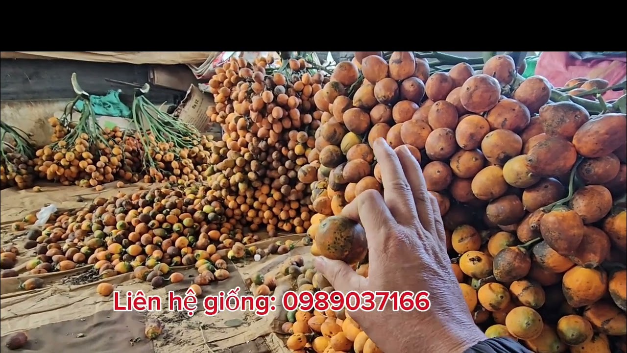 Trồng cau nên chọn giống như thế nào?