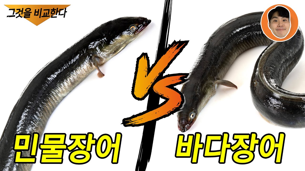 민물장어  VS 바다장어 과연 맛 차이는 어떨지!!!?
