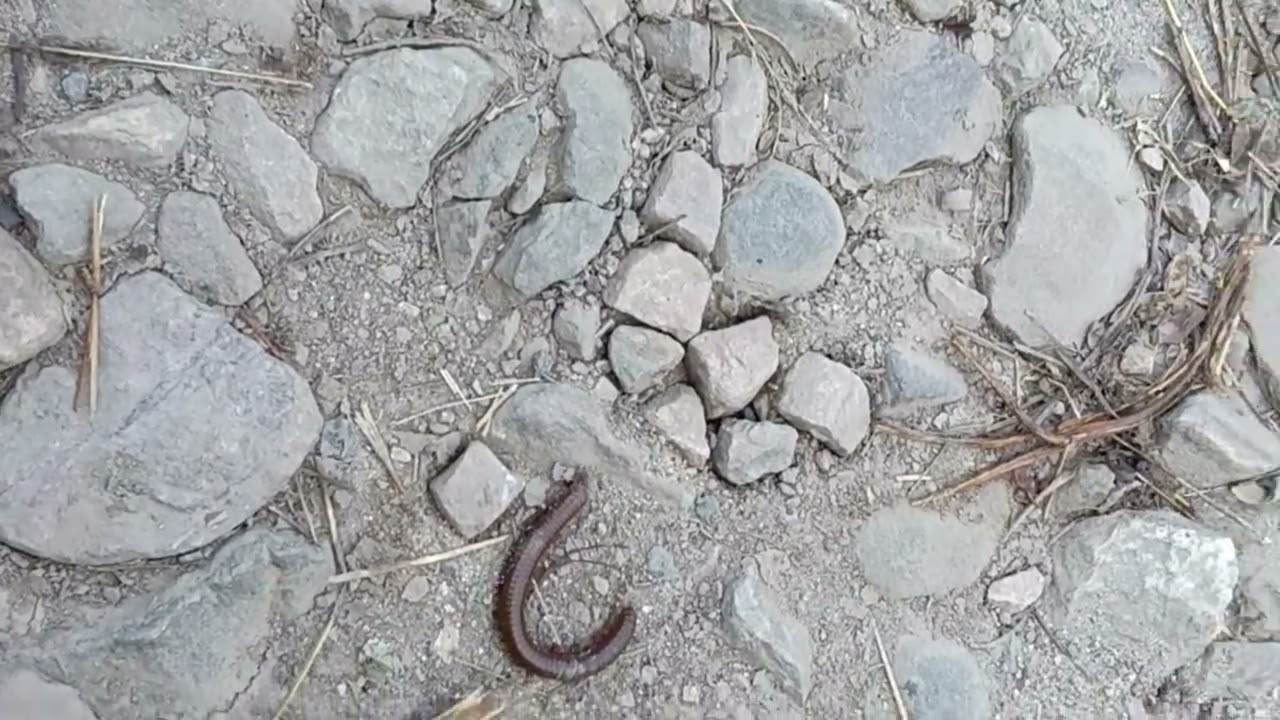 An insect with so many legs walking on rough Surface 