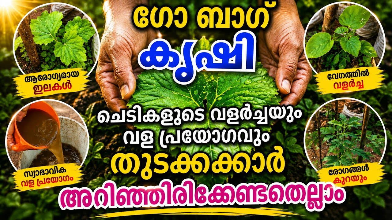 🌱 Grow Bag Krishi Malayalam | Home Vegetable Garden Tips | Adukkalathottam | Organic Krishi (Part 2)