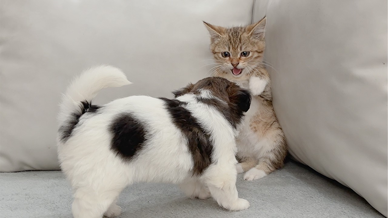 From Fear to Love: A Kitten Meets a Puppy for the First Time