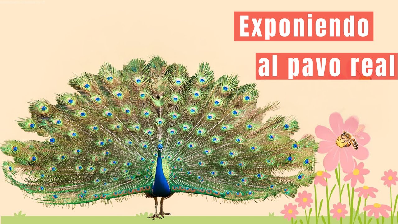 El Pavo Real: Belleza, Orgullo y Secretos Ocultos de sus Plumas | Cápsulas de Ciencia Animal #34