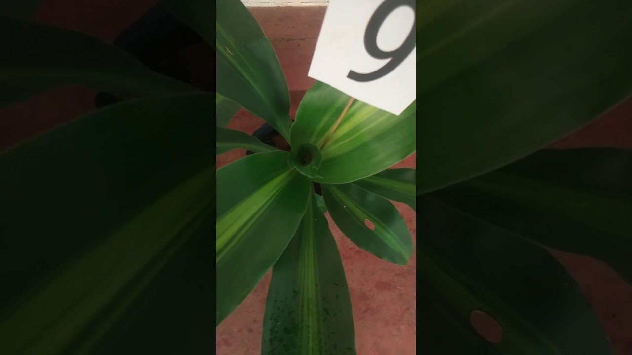 🌟🌟මල් සේල්🌟🌟 පහසු මිලට, ඔබත් එන්න, බලන්න,ගන්න🙏 plant sale 23🌷what's app 0713609685 message or call 