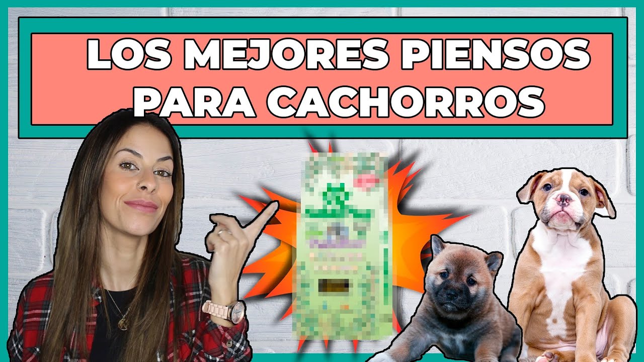 MEJORES PIENSOS PARA CACHORROS 🐶| TOP 5️⃣ DE LO MEJORCITO💥
