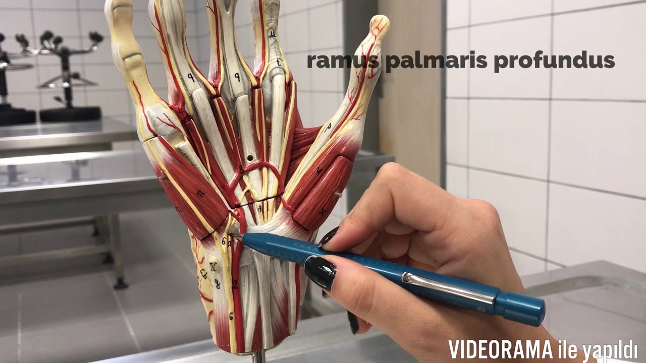 El Anatomisi