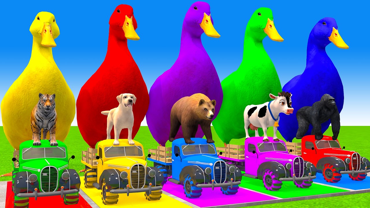 5 Giant Duck Cartoon,Cow,Elephant,Tiger,Lion,Gorilla, Paint Wild Animals Crossing Fountain Animation