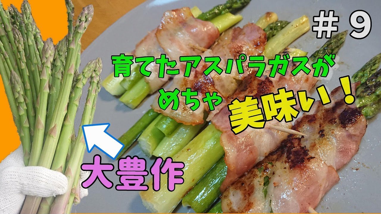 家庭菜園でアスパラガスの栽培日記＃9『自分で育てたアスパラガスが食べたい！』