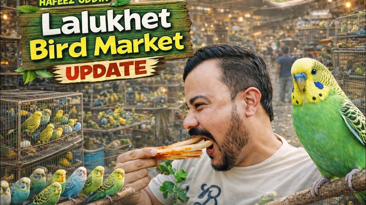 Lalukhet bird market ki suraty hall bhot kharab #hafeezuddin ||