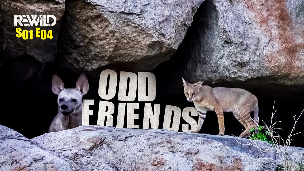 Striped Hyena – & its Legendary Denmate