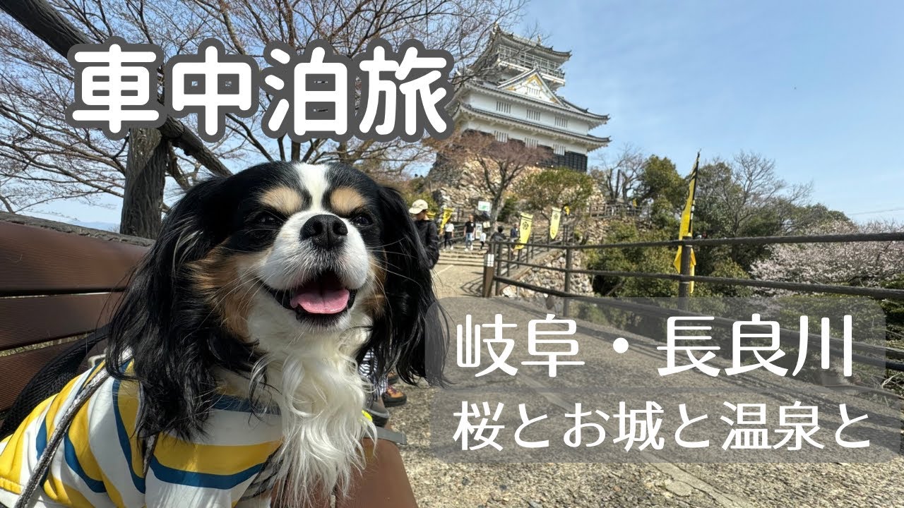 【犬と車中泊の旅】岐阜・長良川温泉 車中泊の旅 前編 / 道の駅むげ川で車中泊 / 金華山ロープウェー / 岐阜城 / 御嶽神社茅萱宮 / 食堂まるもと / パティスリーペーシュ