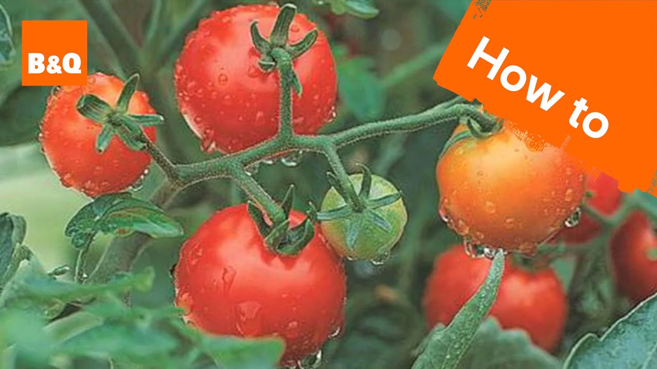 How to grow tomatoes