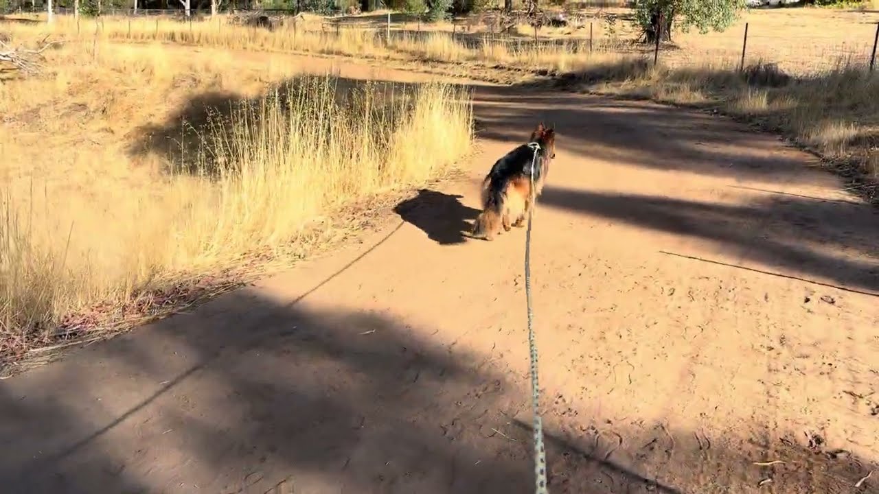 Early morning walk in the cool before it hits 40 degrees 