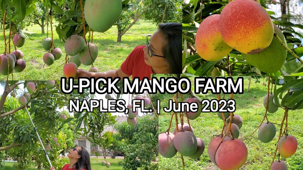 Welcome to U-PICK Naples Mango Paradise l June 2023