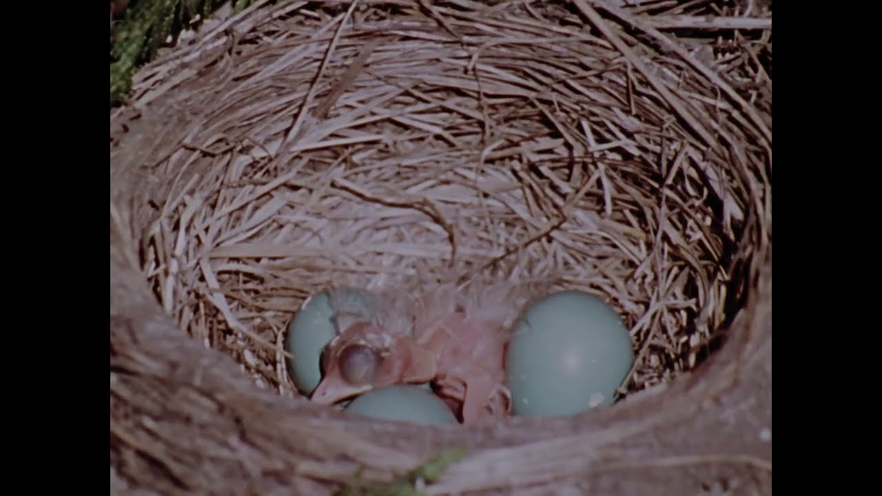 Hinterland Who's Who   Robin by   NFB