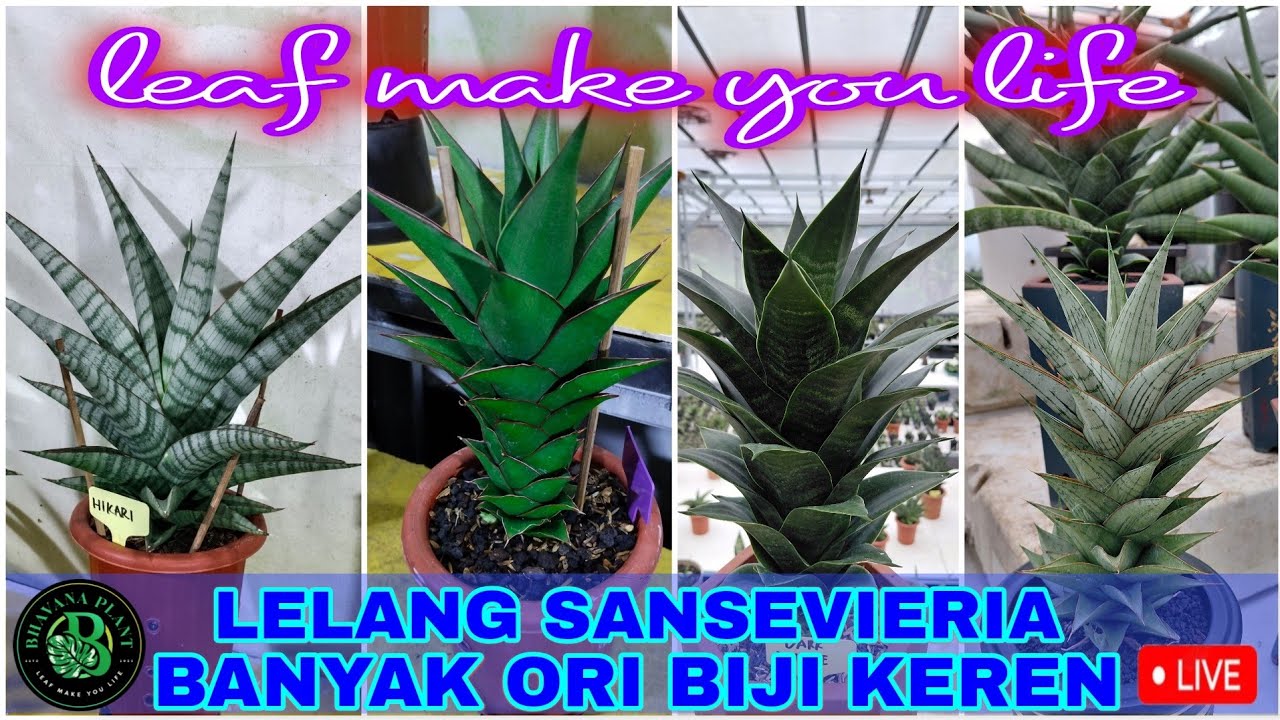 Bhavana plant sedang live LELANG SANSEVIERIA banyak materi ori biji keren #sansevieria #sanselovers