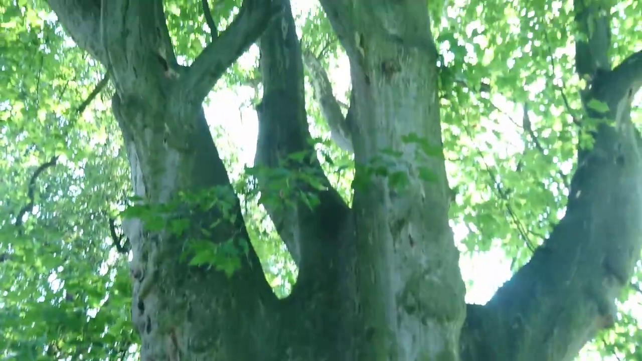 Giant huge tree Platanus acerifolia (London plane)