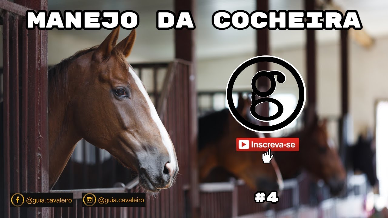 Melhores pr&aacute;ticas para o manejo di&aacute;rio das cocheiras dos seus cavalos: Dicas e truques