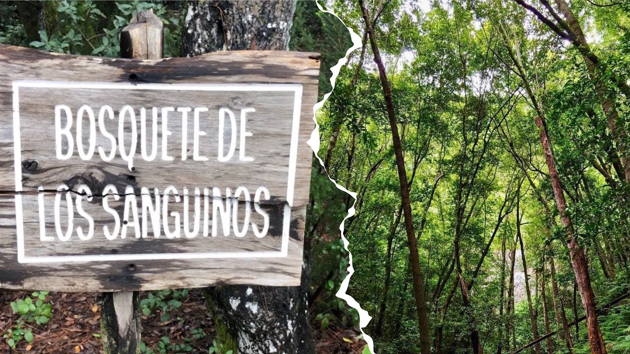 El Bosquete de los Sanguinos: un sendero de cuento