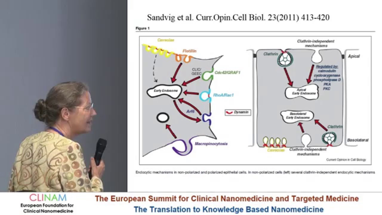 Cellular Uptake of Nanoparticles: Mechanisms and Consequences