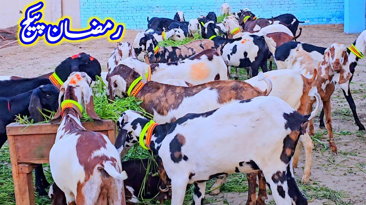 بیتل فیصل آبادی اور ابلک شیرا پرنٹ بکریاں 2 دانت والی گبن تیار بکریاں صرف سستا پیکج اپنے کسٹمر کیلئے