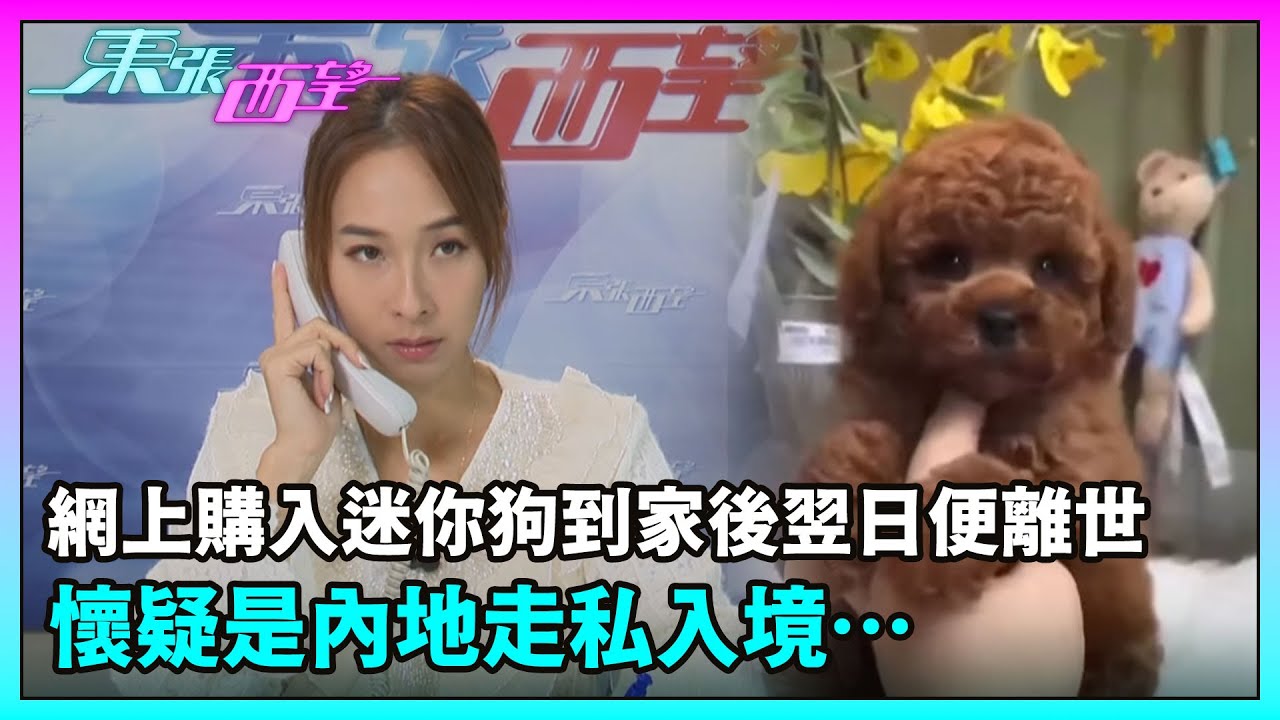 東張西望｜網上購入迷你狗到家後翌日便離世，懷疑是內地走私入境…｜TVBUSA｜民生