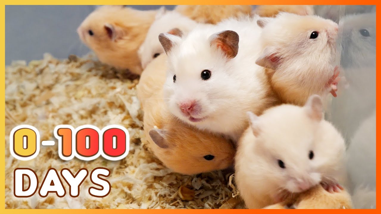 Узнайте, как растут детеныши хомяков: от 0 до 100 дней!