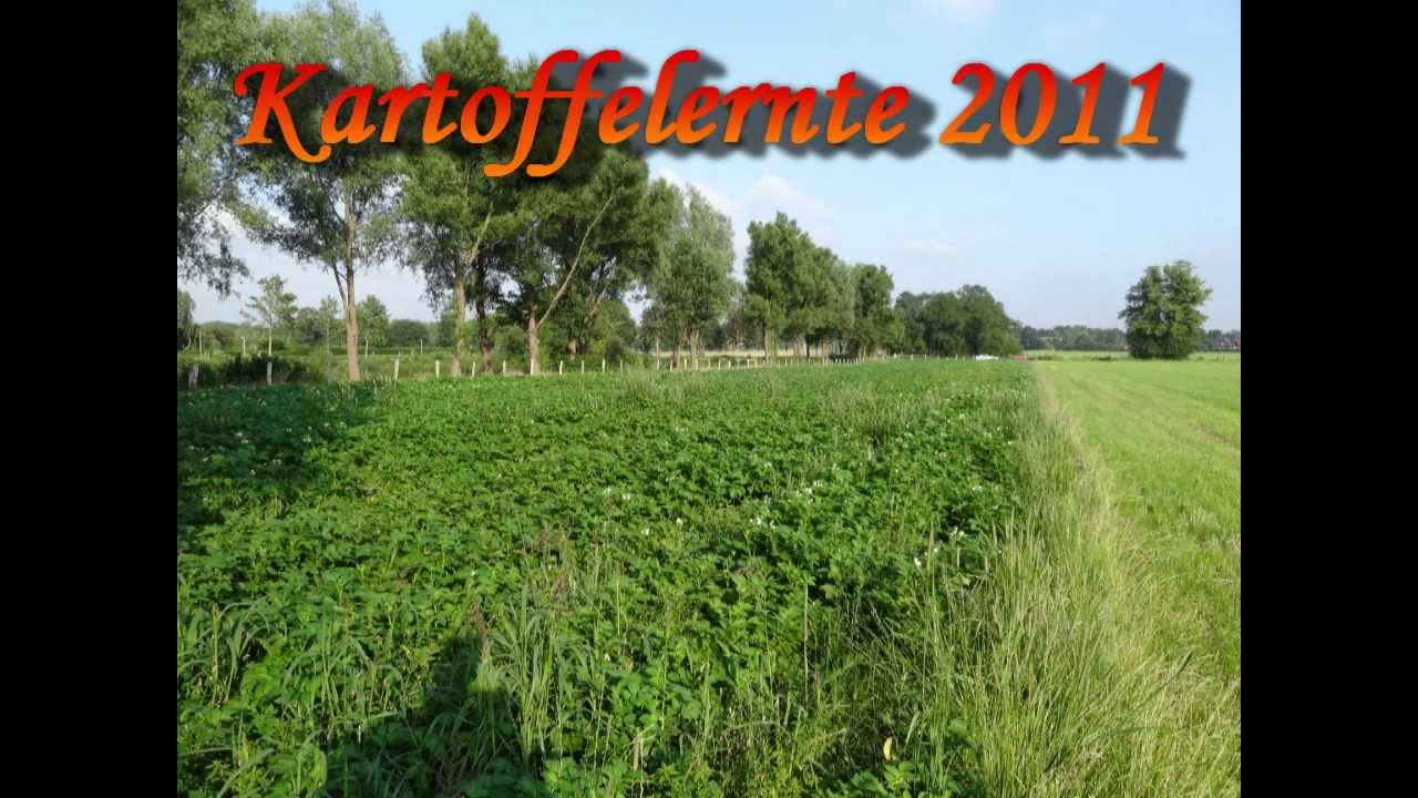 Kartoffelernte 2011 mit Hassia-Roder