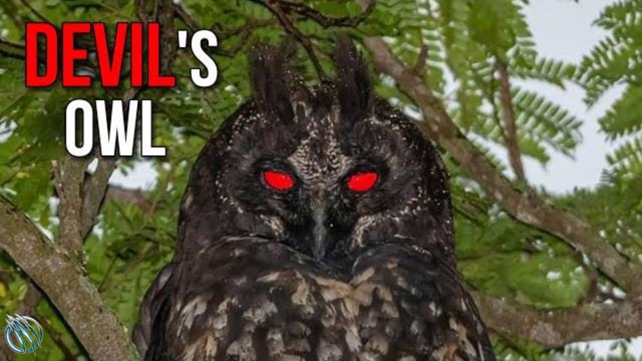 🦉 STYGIAN OWL ─ The Red Eyed Devil's Owl 🦉