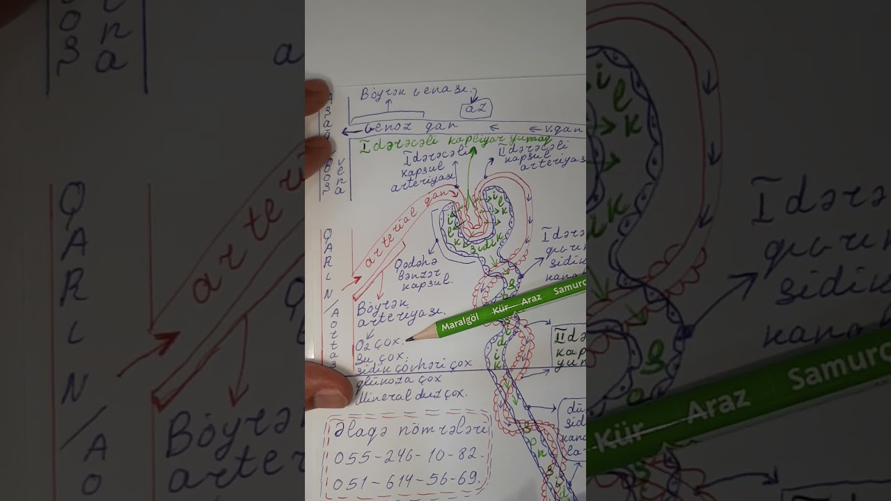 Böyrək. Nefronun quruluşu. Biologiya öyrənək, öyrənməyi öyrənək. ... .