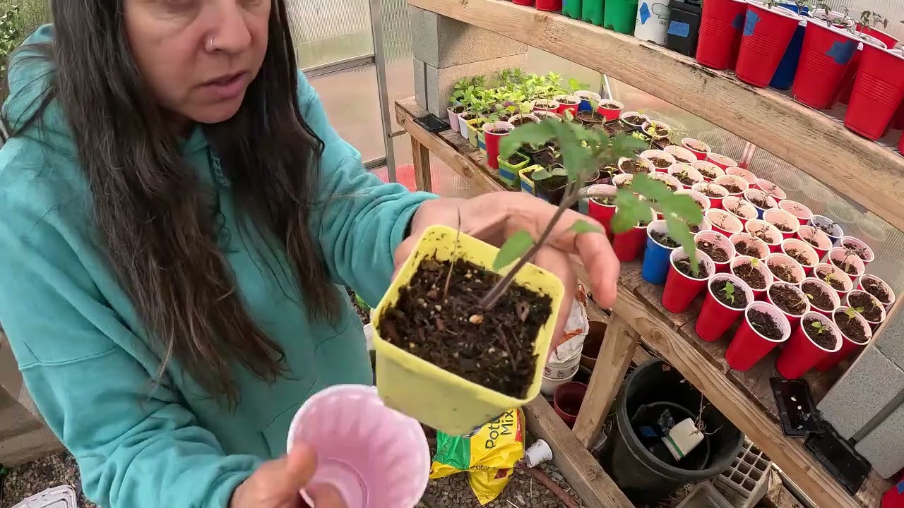 Are Your Tomato Seedlings Turning Purple? This May Explain Why!