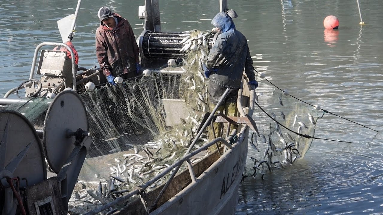 Fisherman Catching Tons of Herring in SF Bay