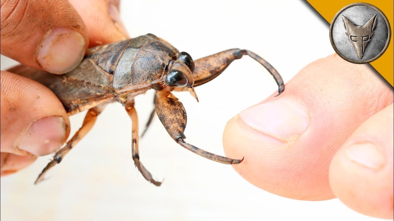MORDIDO por um INSETO AQUÁTICO GIGANTE! | Brave Wilderness Português