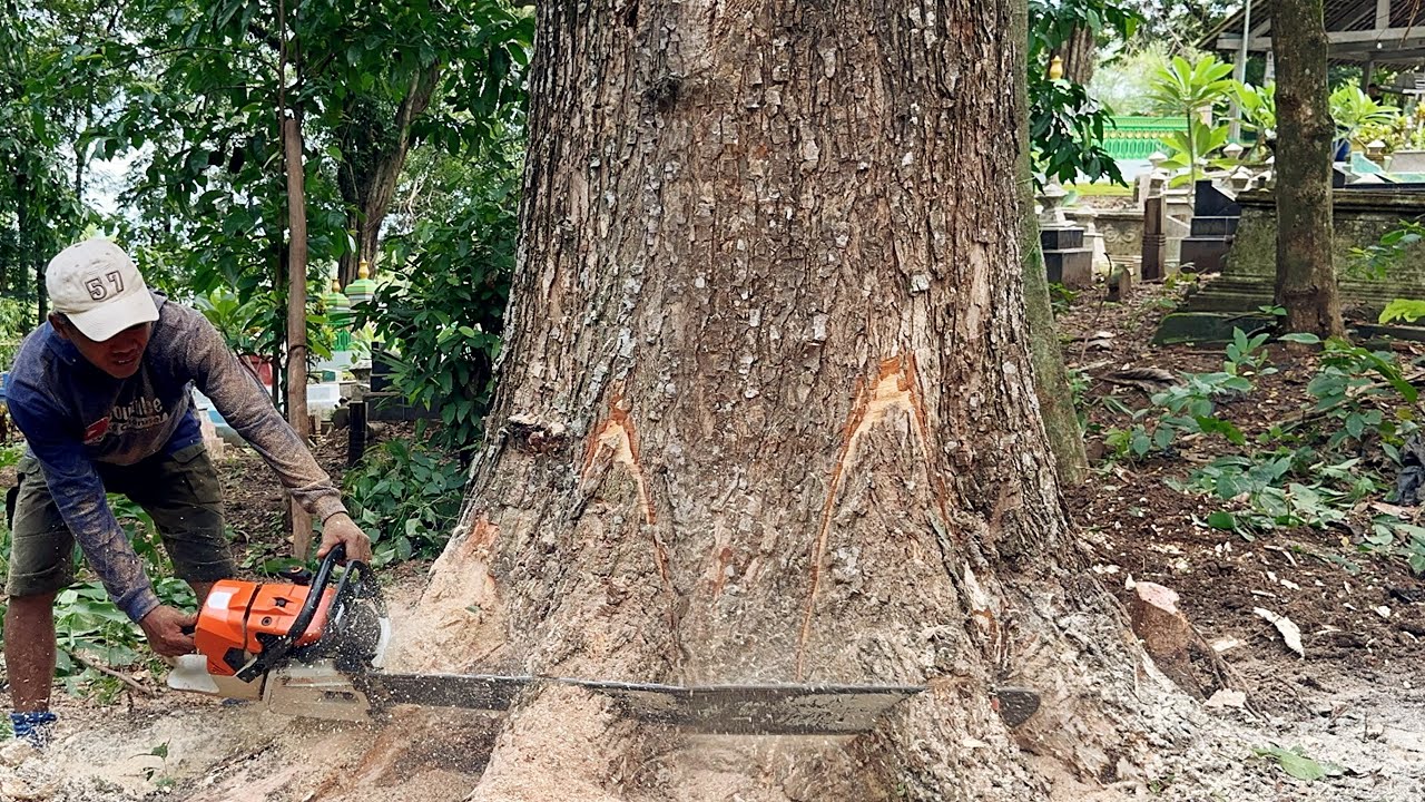 Wow… it’s crazy ‼️ Cut down big tall trembesi tree beside ancient site, Stihl ms881.