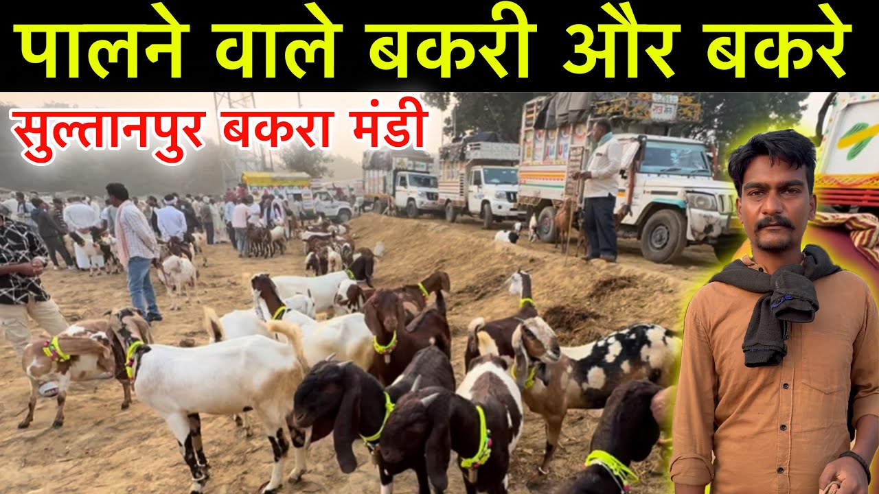 पालने वाले बकरी और बकरे सुल्तानपुर बकरा मंडी 28/10/25 Sultanpur Goat Market UP | Ziya Vlogs 