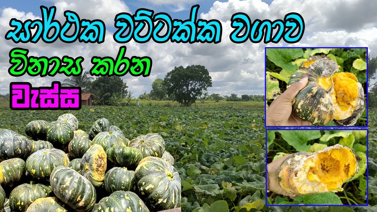 වට්ටක්කා වගාව විනාශ කරන වැස්ස / pumpkin cultivation / wattakka wagawa